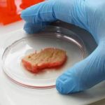 Carne de laboratório? Bancada do agro é contra
