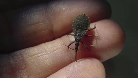Técnica acessível pode ajudar a prevenir mortes por doença de Chagas, aponta estudo da USP