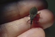 Cidade do Pará registra surto de doença de Chagas, aponta Ministério da Saúde