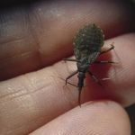 Doença de Chagas mata 10 mil pessoas por ano na América Latina