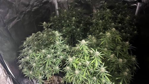 A erva estava plantada em uma casa