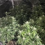 Plantação sofisticada de maconha é descoberta por polícia em Betim