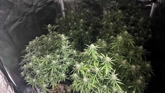 A erva estava plantada em uma casa