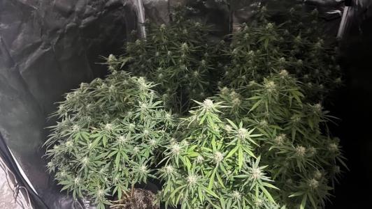 A erva estava plantada em uma casa