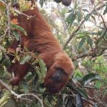 Macaco ameaçado de extinção é resgatado no Sul de Minas