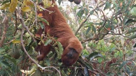 A espécie é nativa da Mata Atlântica
