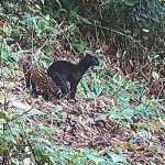 Felino selvagem raro é flagrado em reserva da Mata Atlântica; veja imagem