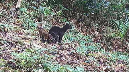 A espécie gato-do-mato-pequeno é um dos menores gatos selvagens das Américas e o menor felídeo (mamífero carnívoro) do Brasil