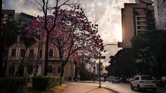 A espécie mais comum encontrada na cidade é o ipê rosa