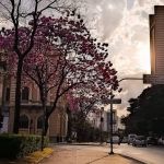 Dia da árvore: Belo Horizonte conta com quase 30 mil ipês espalhados pela cidade