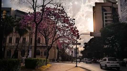 A espécie mais comum encontrada na cidade é o ipê rosa