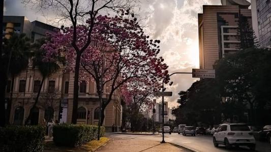 A espécie mais comum encontrada na cidade é o ipê rosa