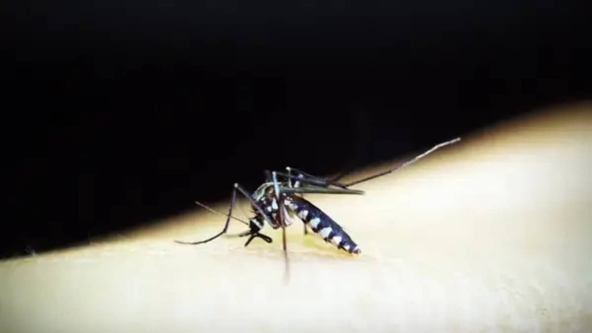 Minas terá fábrica de mosquitos 'modificados' para combater dengue, zika e chikungunya 