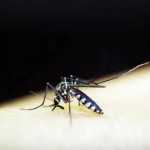 Minas terá fábrica de mosquitos 'modificados' para combater dengue, zika e chikungunya