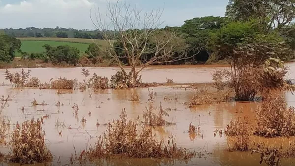 Pesquisadores testam técnica para reflorestar Brumadinho; saiba qual
