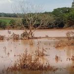 Pesquisadores testam técnica para reflorestar Brumadinho; saiba qual