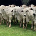 Febre aftosa: vacinação de rebanhos em Minas terá mudança inédita em 73 anos