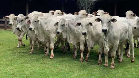 A febre aftosa é uma doença infecciosa aguda que causa febre, seguida do aparecimento de vesículas (aftas), principalmente, na boca e nos pés de animais