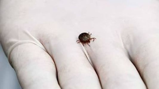 A febre maculosa é transmitida pelo carrapato-estrela