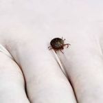 MG: febre maculosa já matou seis pessoas em 2025; quatro foram na Grande BH