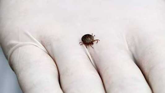 A febre maculosa é transmitida pelo carrapato-estrela