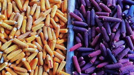 A feira, organizada pela Emater-MG, acontece de 19 a 28 de maio, no Parque de Exposições, com direito a shows, palestras técnicas, mostras e, claro, muita comida boa.