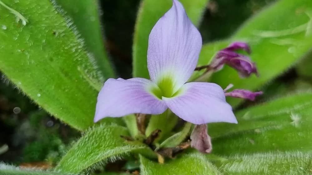 Bromélia-peluda, conheça a nova espécie da flor descoberta em MG  