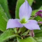 Bromélia-peluda, conheça a nova espécie da flor descoberta em MG  