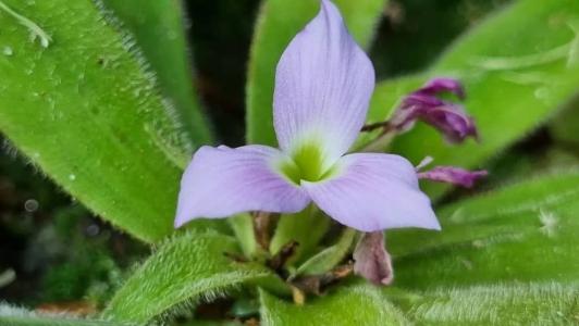 A flor da bromélia-peluda tem um tom suave de lilás