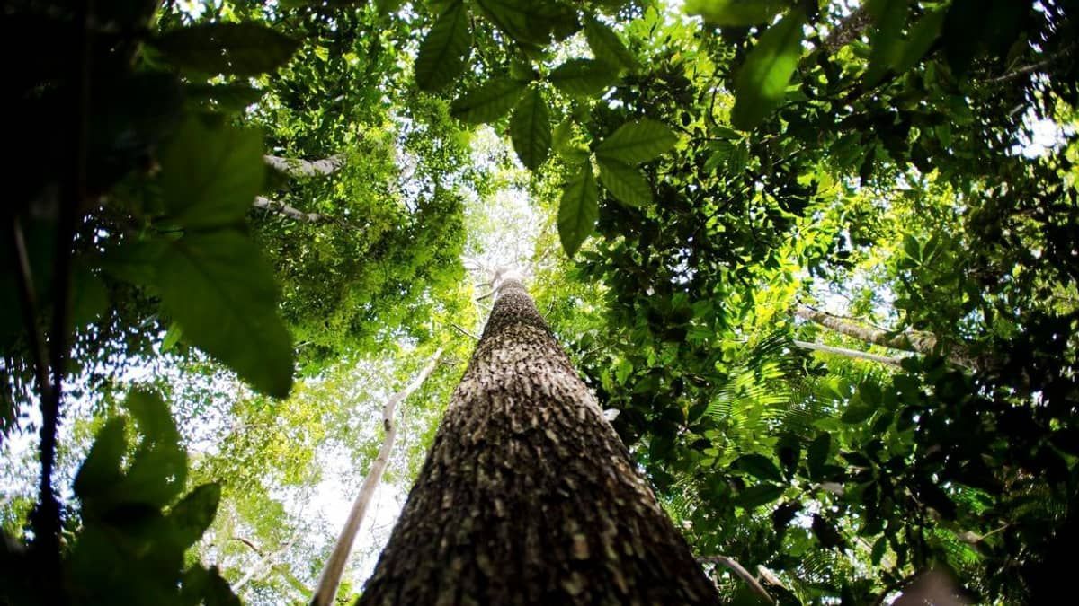 Governo Lula estuda ampliar em 100 km a faixa de fronteira da Amazônia Legal