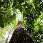 Governo Lula estuda ampliar em 100 km a faixa de fronteira da Amazônia Legal