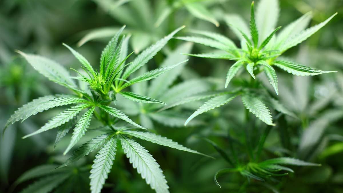 Justiça reverte justa causa de funcionária que portava maconha no trabalho