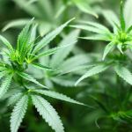 Justiça reverte justa causa de funcionária que portava maconha no trabalho