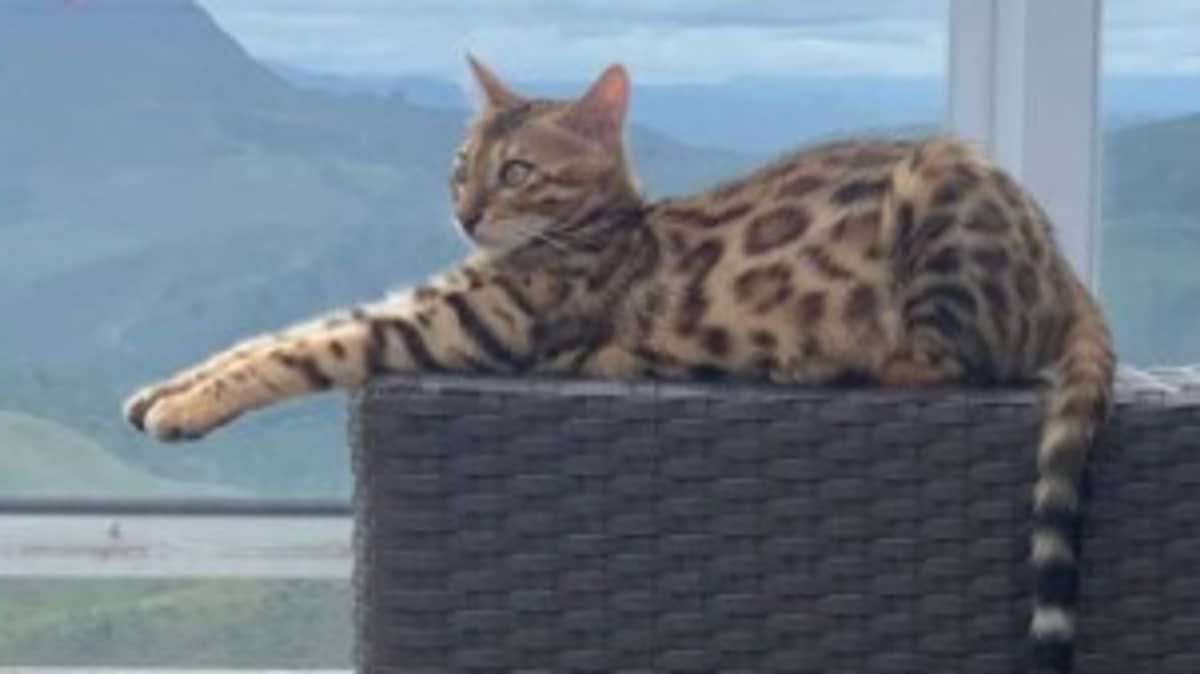 Gata confundida com onça é encontrada após ouvir voz de tutora de 7 anos e sair da mata