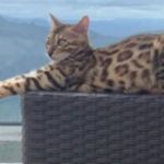 Gata confundida com onça é encontrada após ouvir voz de tutora de 7 anos e sair da mata