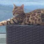 Gata confundida com onça é encontrada após ouvir voz de tutora de 7 anos e sair da mata