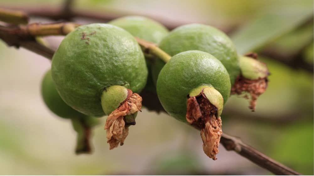 Entenda o que é e como age a mosca-da-carambola que assombra a fruticultura