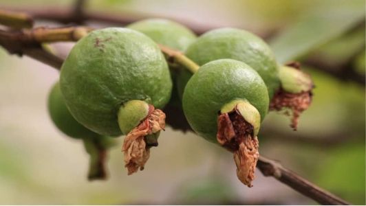 A goiaba, além da carambola, é uma das 29 frutas acometidas pela mosca-da-carambola