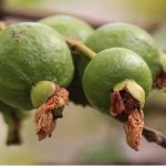 Entenda o que é e como age a mosca-da-carambola que assombra a fruticultura