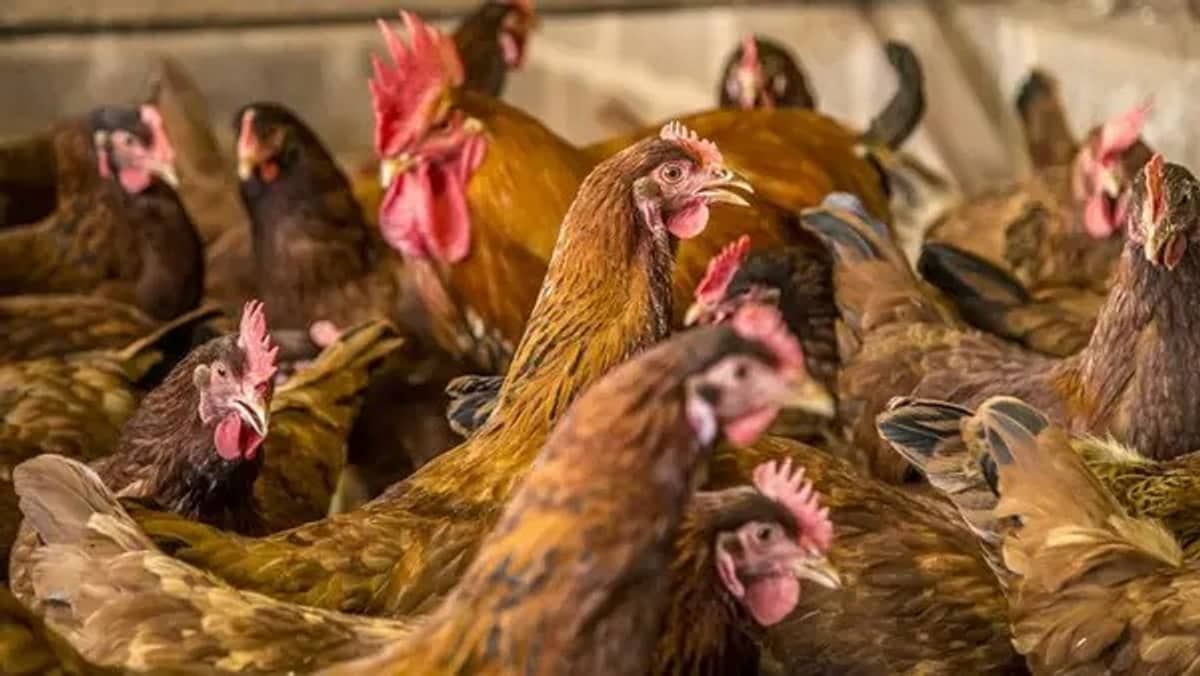 Encontrou uma ave morta? Saiba o que fazer para se proteger da gripe aviária