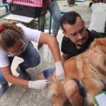 Prefeitura de Timóteo oferece nova oportunidade para vacinação antirrábica