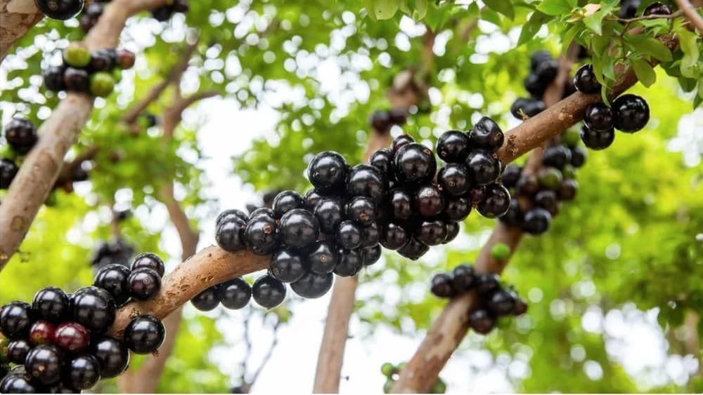 Curso ensina técnica para reprodução de jabuticabeiras em Ouro Preto