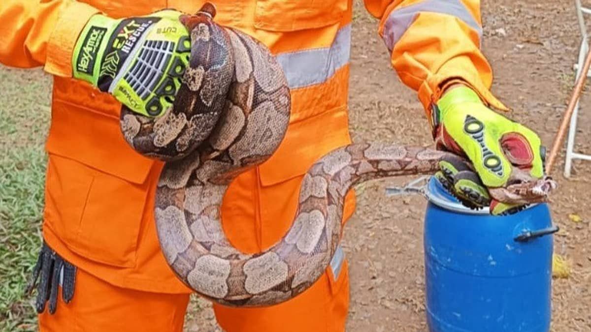 Jiboia de 1,5 metro é encontrada dentro de gaveta de armário em cidade de Minas Gerais
