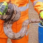 Jiboia de 1,5 metro é encontrada dentro de gaveta de armário em cidade de Minas Gerais