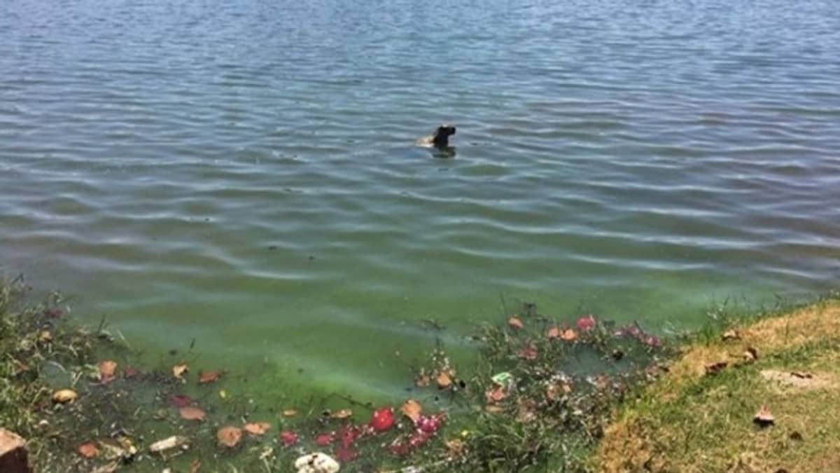 Saiba os riscos de nadar na Lagoa da Pampulha e o que pode causar à saúde
