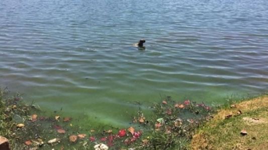 A Lagoa da Pampulha oferece diversos riscos de saúde para quem nada, pesca ou ingere sua água