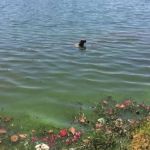 Saiba os riscos de nadar na Lagoa da Pampulha e o que pode causar à saúde