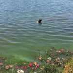 Saiba os riscos de nadar na Lagoa da Pampulha e o que pode causar à saúde