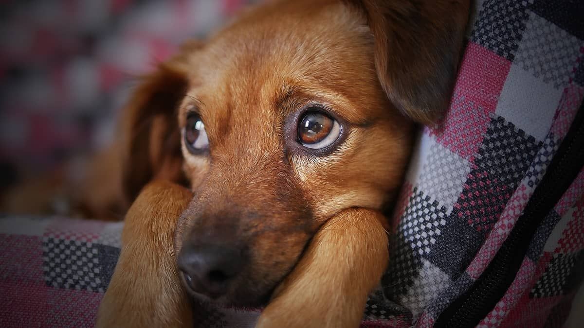 Vacinação em cães suspensa: BH tem 1.189 casos de leishmaniose neste ano