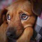 Vacinação em cães suspensa: BH tem 1.189 casos de leishmaniose neste ano